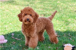 Vicki - Goldendoodle, Mini for sale