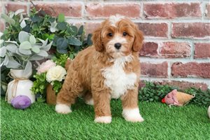Garganelli - puppy for sale