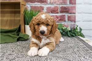 Emory - Mini Goldendoodle for sale