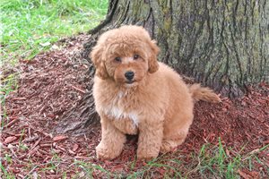 Eric - Mini Goldendoodle for sale