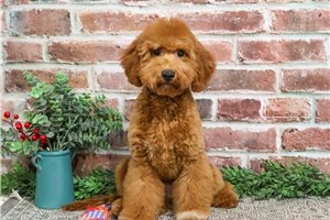 Vicki - Goldendoodle, Mini for sale