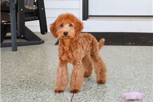 Dior - Goldendoodle, Mini for sale