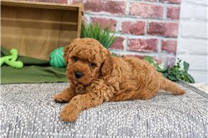 Enrico - puppy for sale