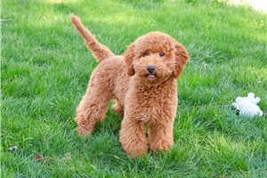 Vicki - Goldendoodle, Mini for sale