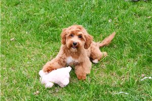 Lasagna - Goldendoodle, Mini for sale