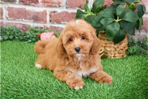 Lasagna - puppy for sale