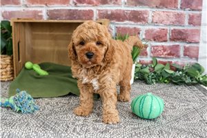 Eric - puppy for sale