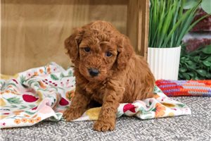 Karissa - Miniature Poodle for sale