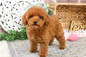 Farrah - puppy for sale