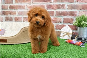 Faye - puppy for sale