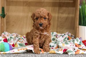 Katie - puppy for sale