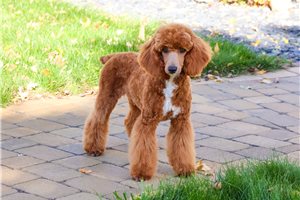 Fernando - Poodle, Miniature for sale
