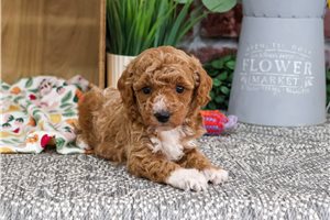 Kyra - puppy for sale