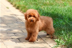 Felix - puppy for sale