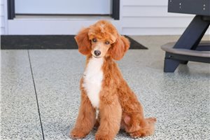 Finn - puppy for sale