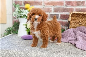 Gabi - Miniature Poodle for sale