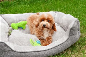 Gomer - puppy for sale
