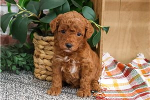 Keaton - puppy for sale