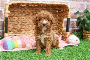 Gabi - Poodle, Miniature for sale