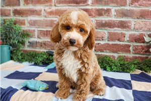 Gomer - Poodle, Miniature for sale