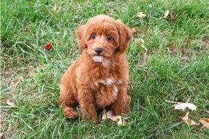 Keaton - Miniature Poodle for sale