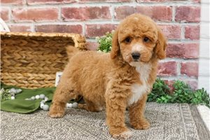 Grayson - puppy for sale