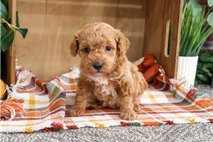Kaleb - puppy for sale