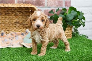 Gomer - Poodle, Miniature for sale