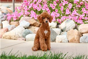 Felicity - puppy for sale