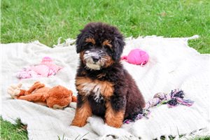 Frilly - Saint Berdoodle for sale