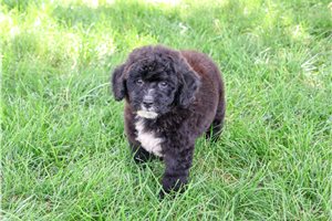 Freckles - Saint Berdoodle - St. Berdoodle for sale