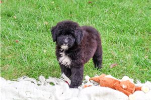 Freckles - Saint Berdoodle for sale