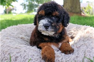 Frilly - puppy for sale