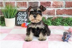 Taylor - Miniature Schnauzer for sale