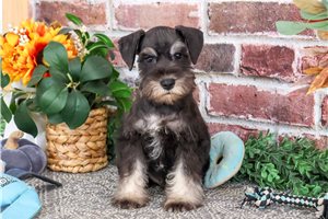 Lucas - Miniature Schnauzer for sale