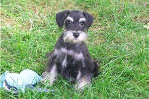 Watson - Miniature Schnauzer for sale
