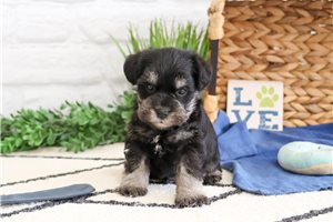 Osoe - puppy for sale