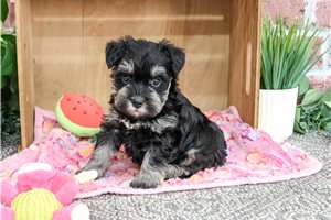 Sierra - puppy for sale