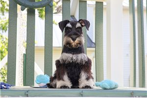 Nathan - Schnauzer, Miniature for sale