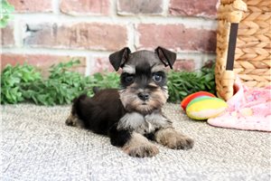 Louisa - puppy for sale