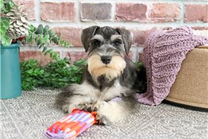 Makenna - Schnauzer, Miniature for sale