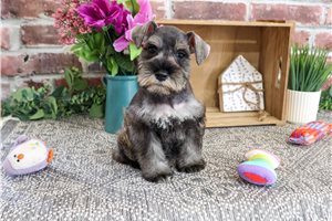 Zuzu - puppy for sale