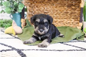 Nathan - Schnauzer, Miniature for sale