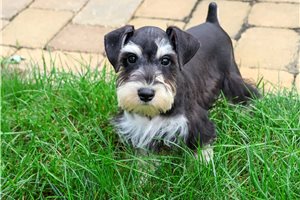 Wendell - Miniature Schnauzer for sale