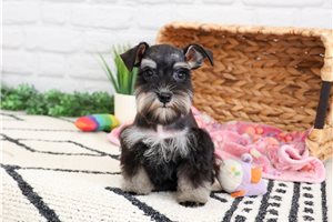 Piggy - Schnauzer, Miniature for sale