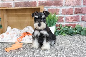Walker - Schnauzer, Miniature for sale