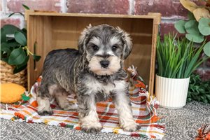 Hank - Miniature Schnauzer for sale