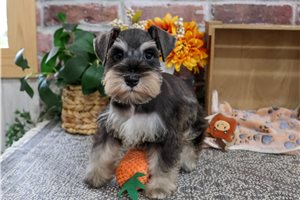 Lex - puppy for sale