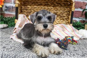 Jillian - Miniature Schnauzer for sale