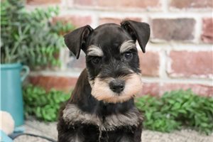 Larry - Schnauzer, Miniature for sale